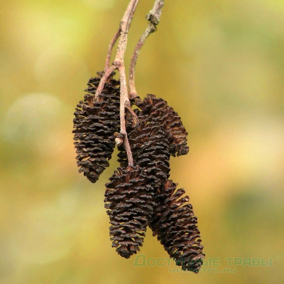 Ольха сердцевидная Alnus cordata