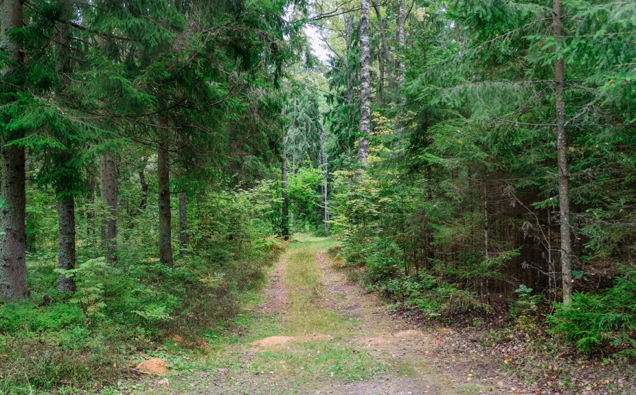 Галкинский реликтовый ельник