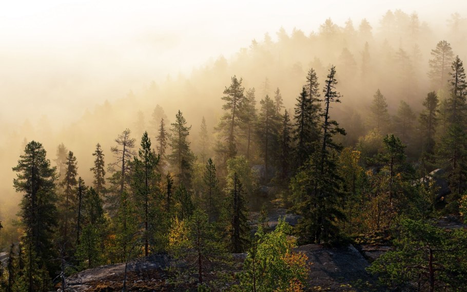 Тайга хвойные леса Сибири