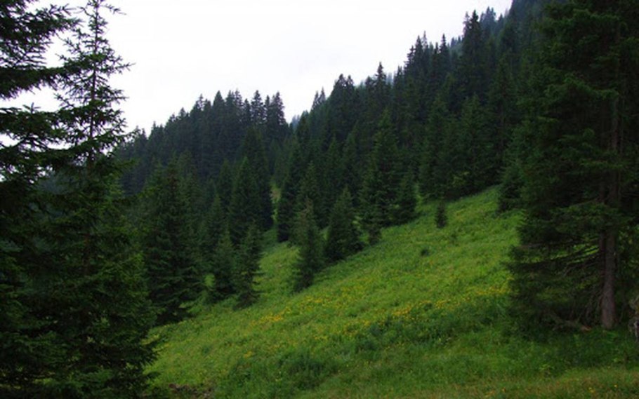 Арчеда Сосновый лес