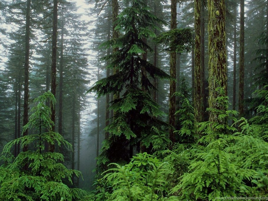 Шварцвальд тропа