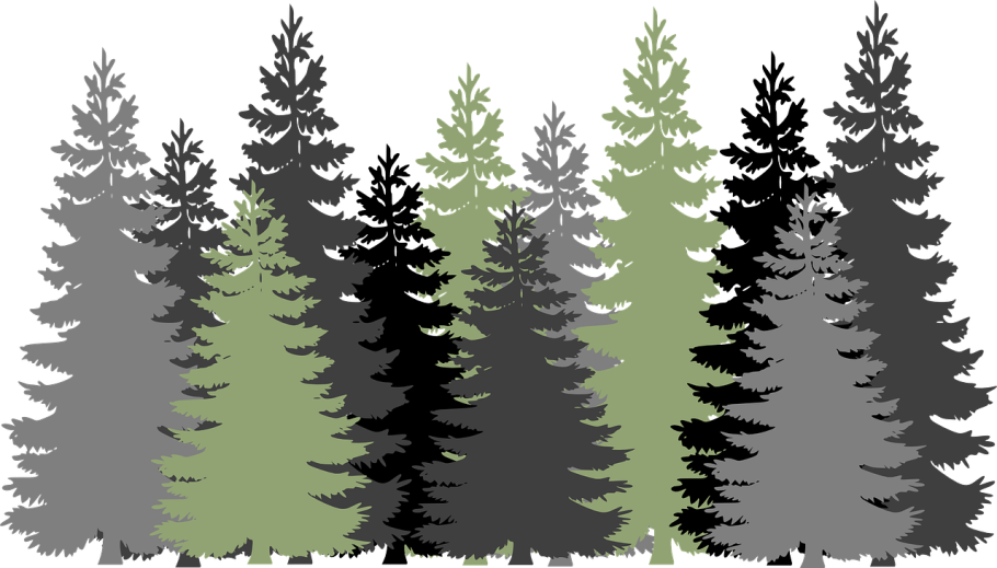 Temperate coniferous Forest