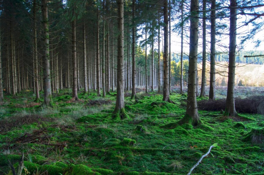 Хвойные леса Литвы