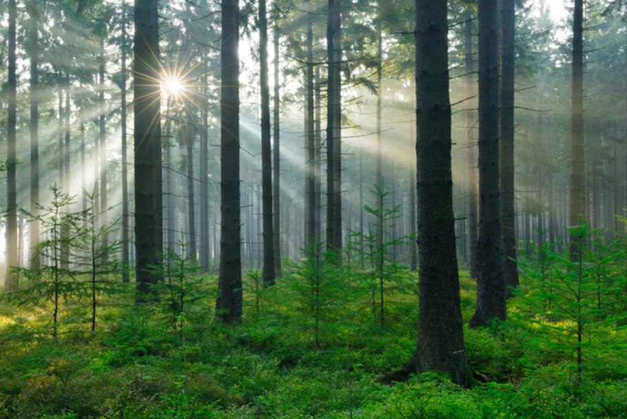 Шведский лес