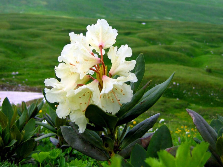 Рододендрон кавказский заповедник