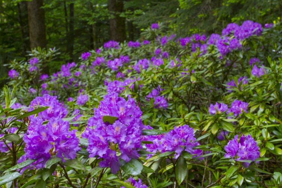Rhododendron caucasicum