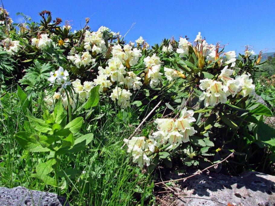 Rhododendron caucasicum