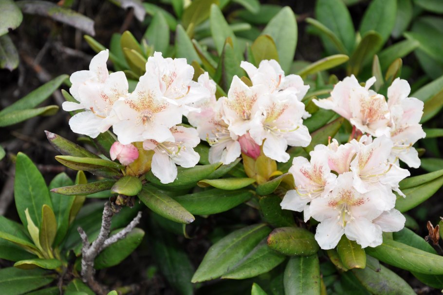 Rhododendron caucasicum