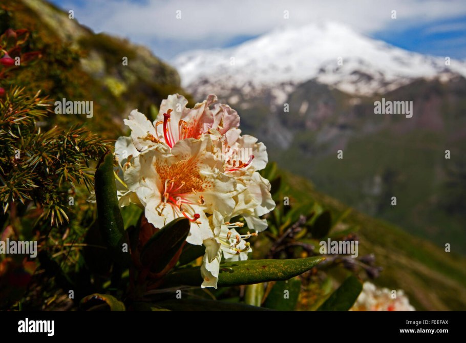Rhododendron caucasicum