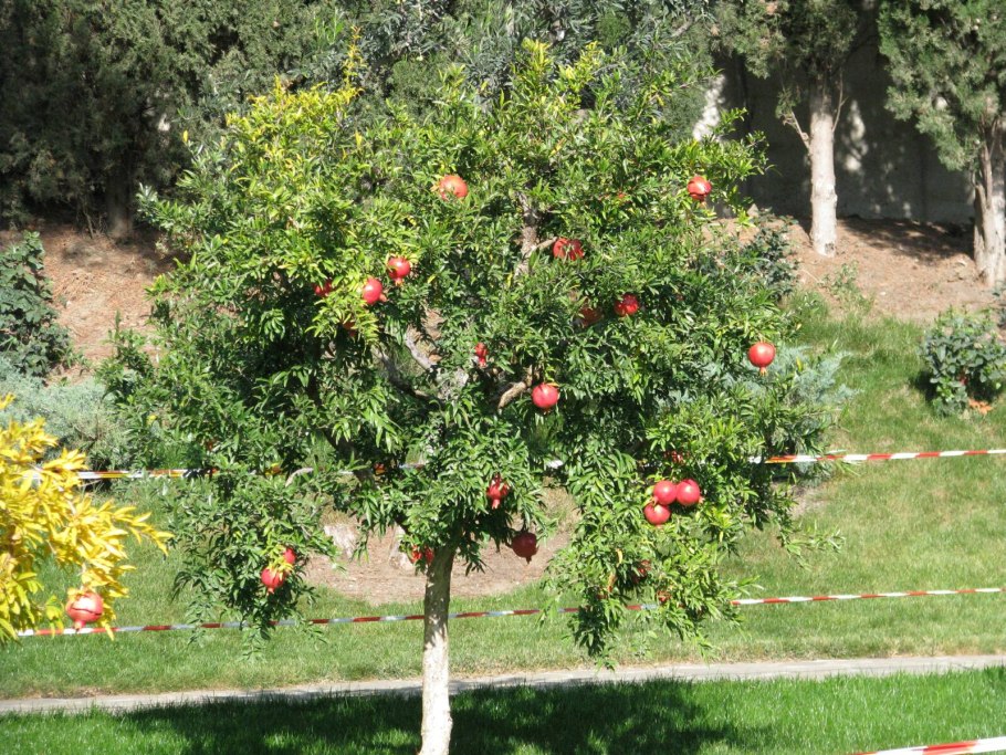 Гранат обыкновенный дерево