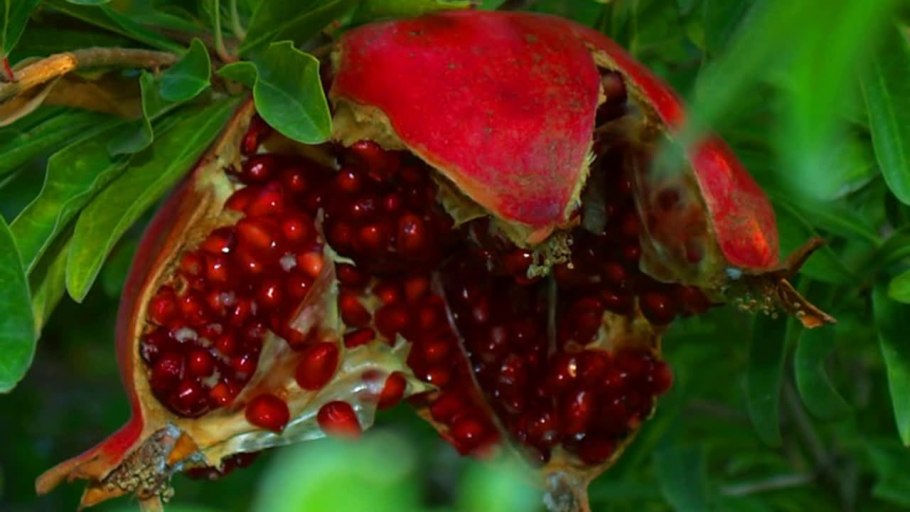 Гранатовое дерево с плодами