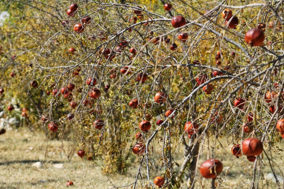 Гранат куст