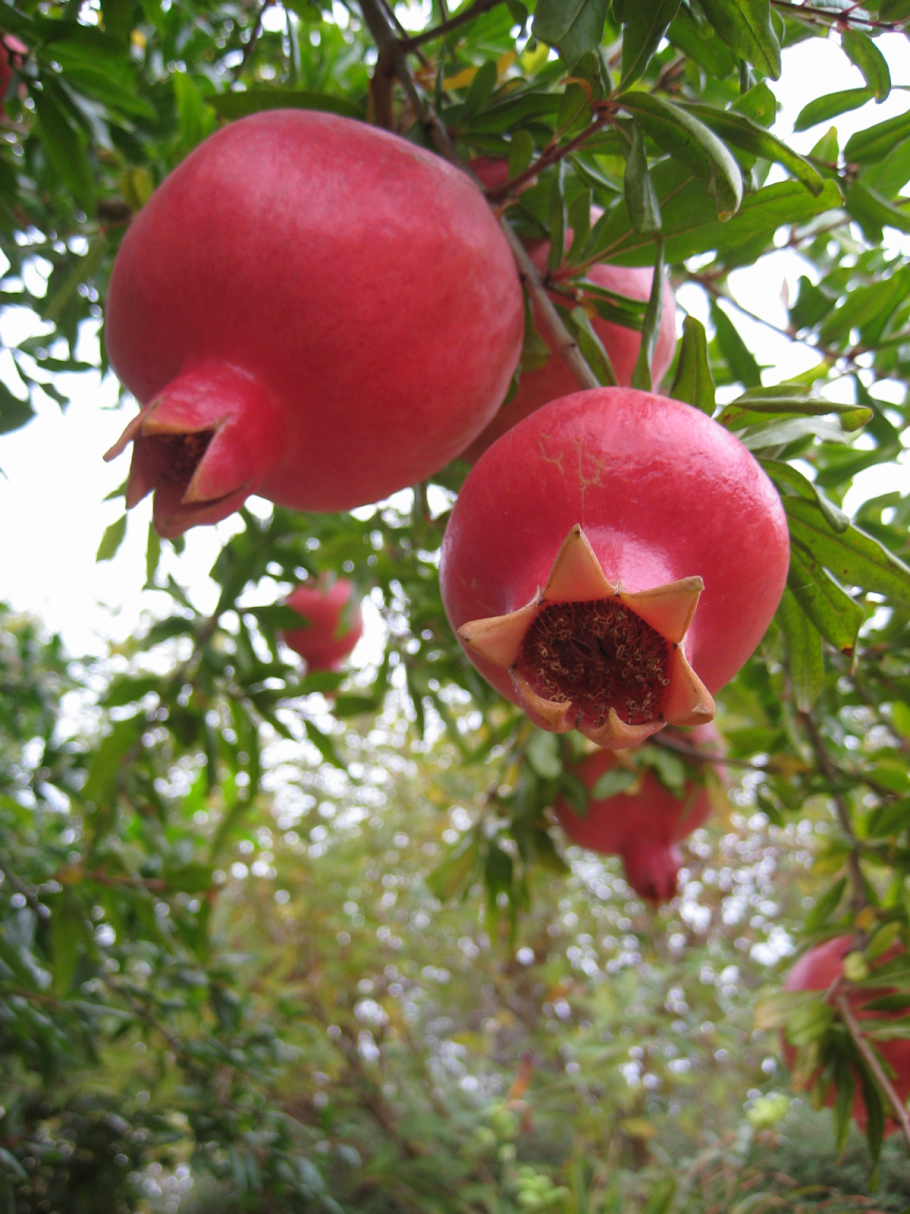 Гранат шароли