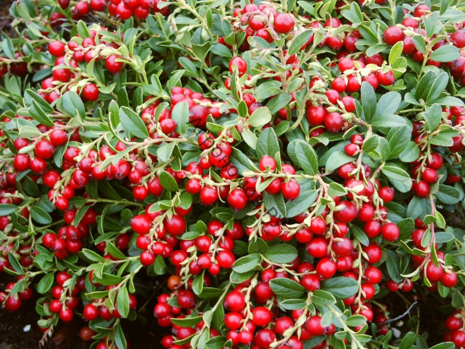 Vaccinium Vitis-idaea (брусника) "Koralle"