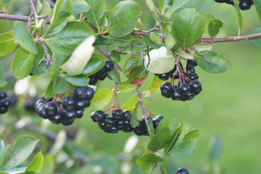 Арония черноплодная / Aronia mitschurinii