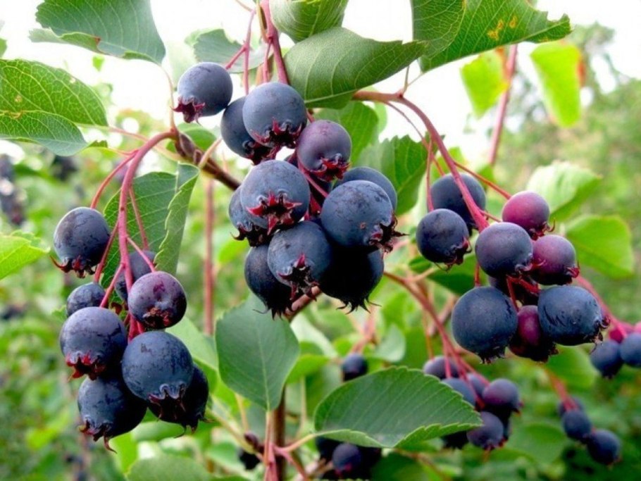 Ирга канадская «Смоуки»