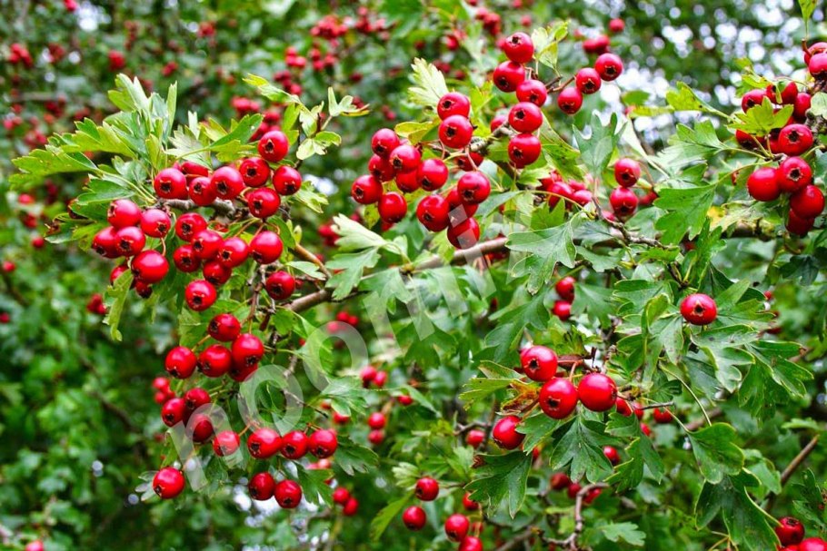 Боярышник Сибирский Crataegus sanguinea