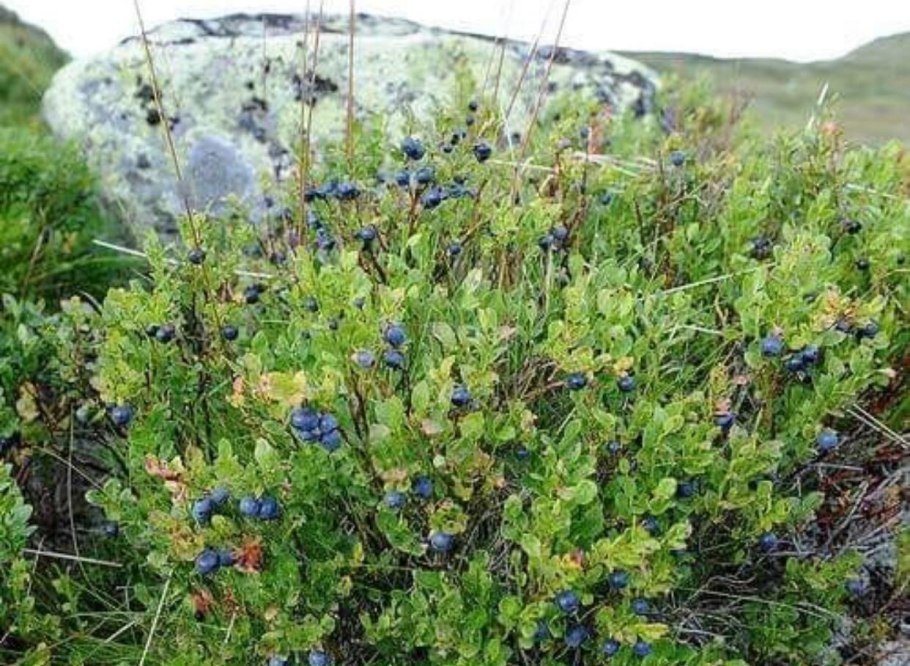 Черника Высокогорная