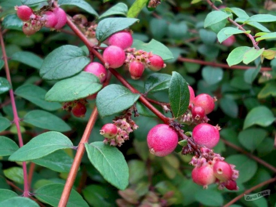 Снежноягодник Хенаульта