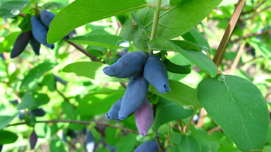 Жимолость съедобная