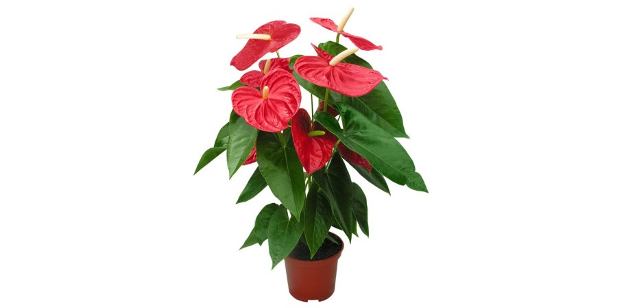 Антуриум Андре Гавайи