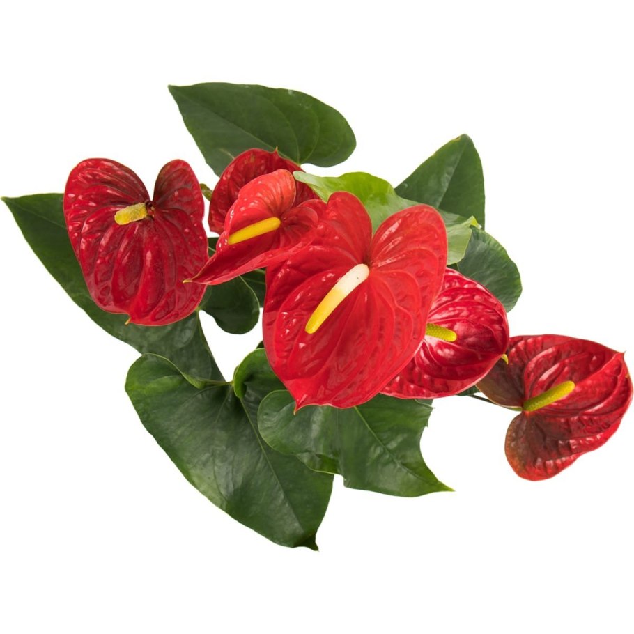 Спатифиллум обильноцветущий