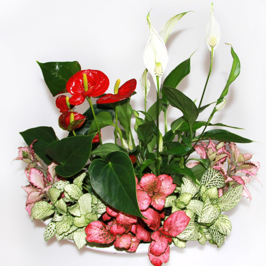 Цветок спатифиллум и Антуриум