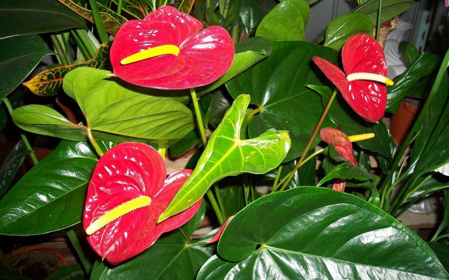 Спатифиллум красный