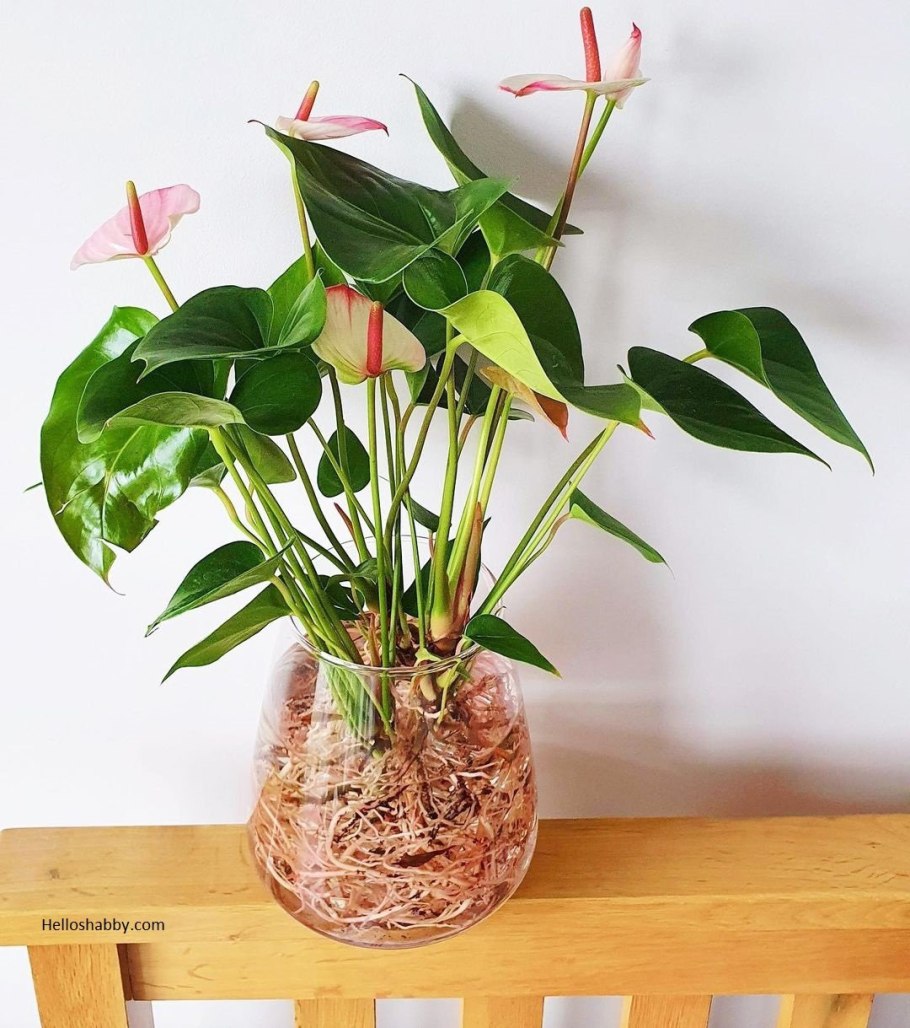 Антуриум Алексия Глориус