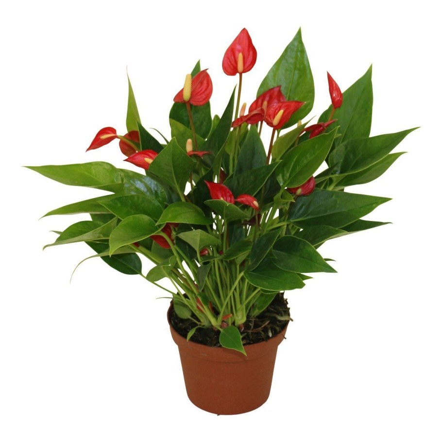 Спатифиллум геликониелистный (Spathiphyllum heliconiifolium)