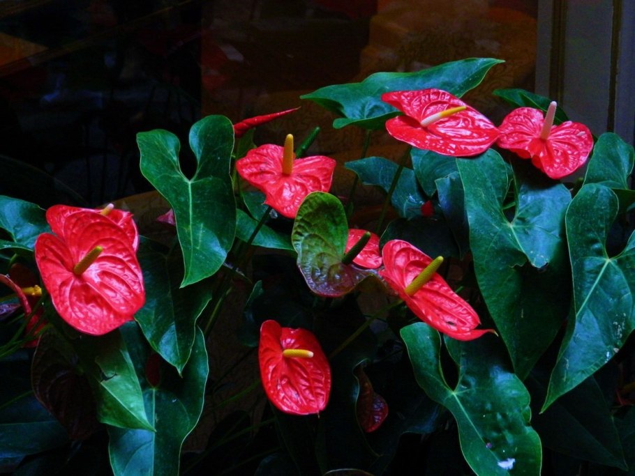 Можно ли посадить спатифиллум и Антуриум в одном горшке