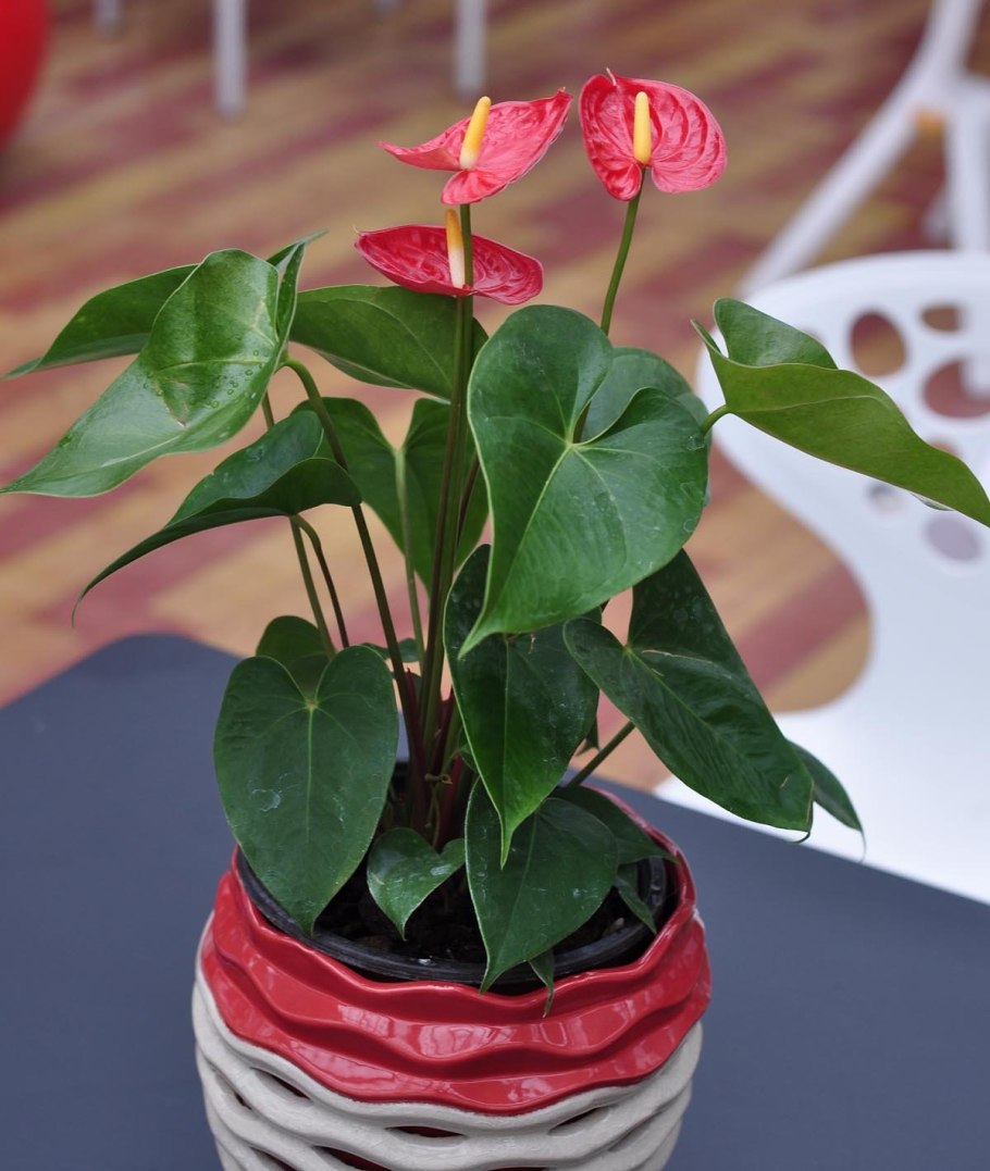 Антуриум Экселент