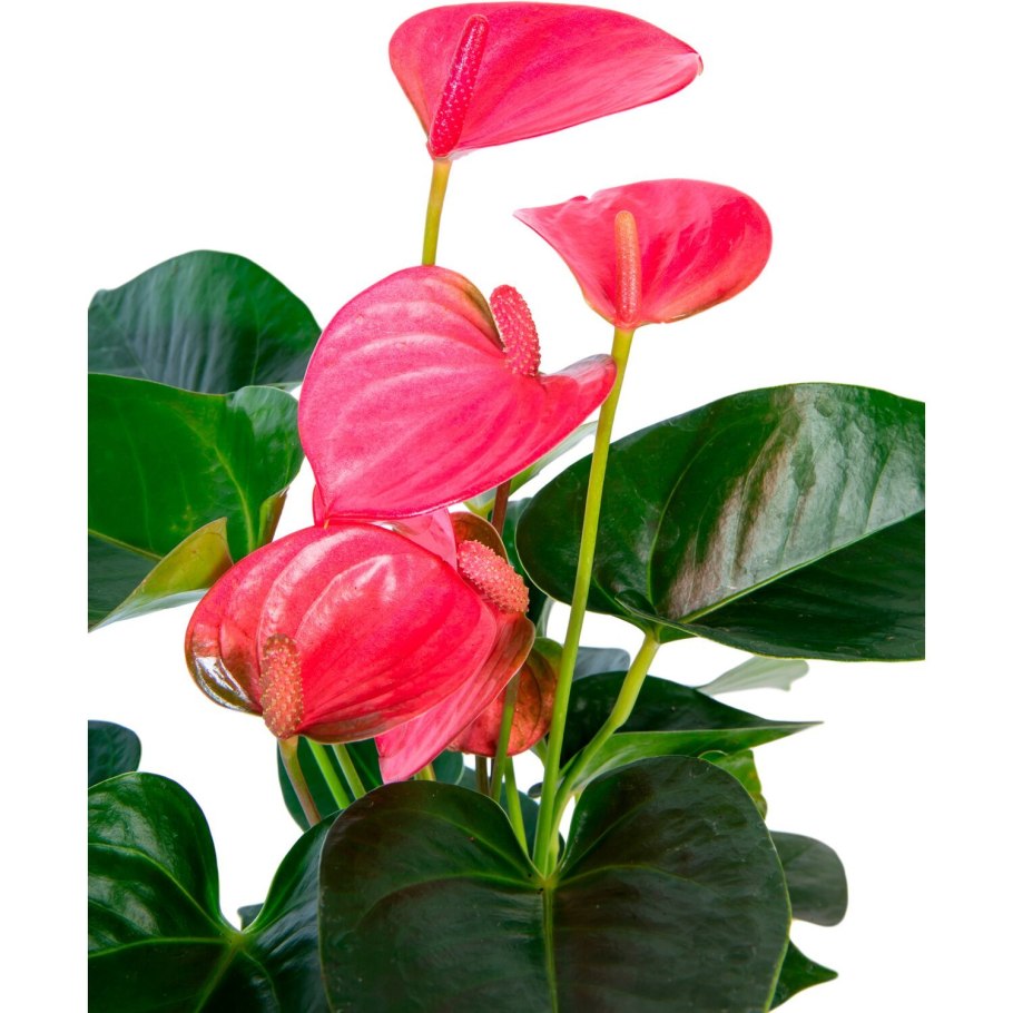 Спатифиллум Альба