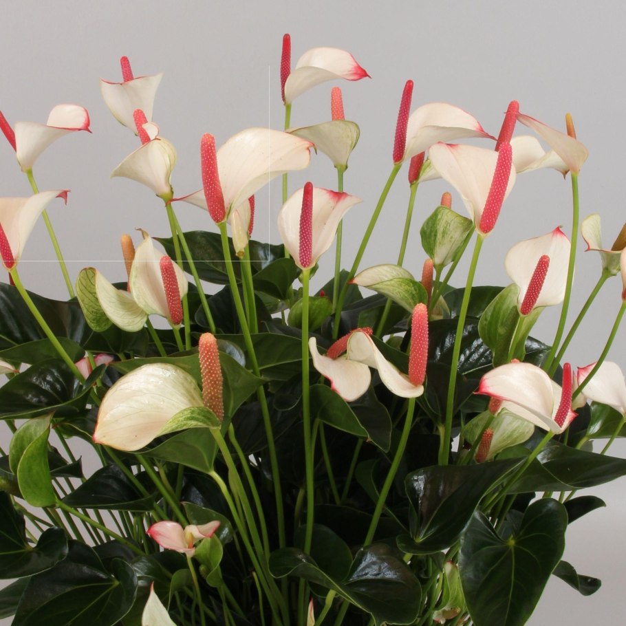 Spathiphyllum Anthurium