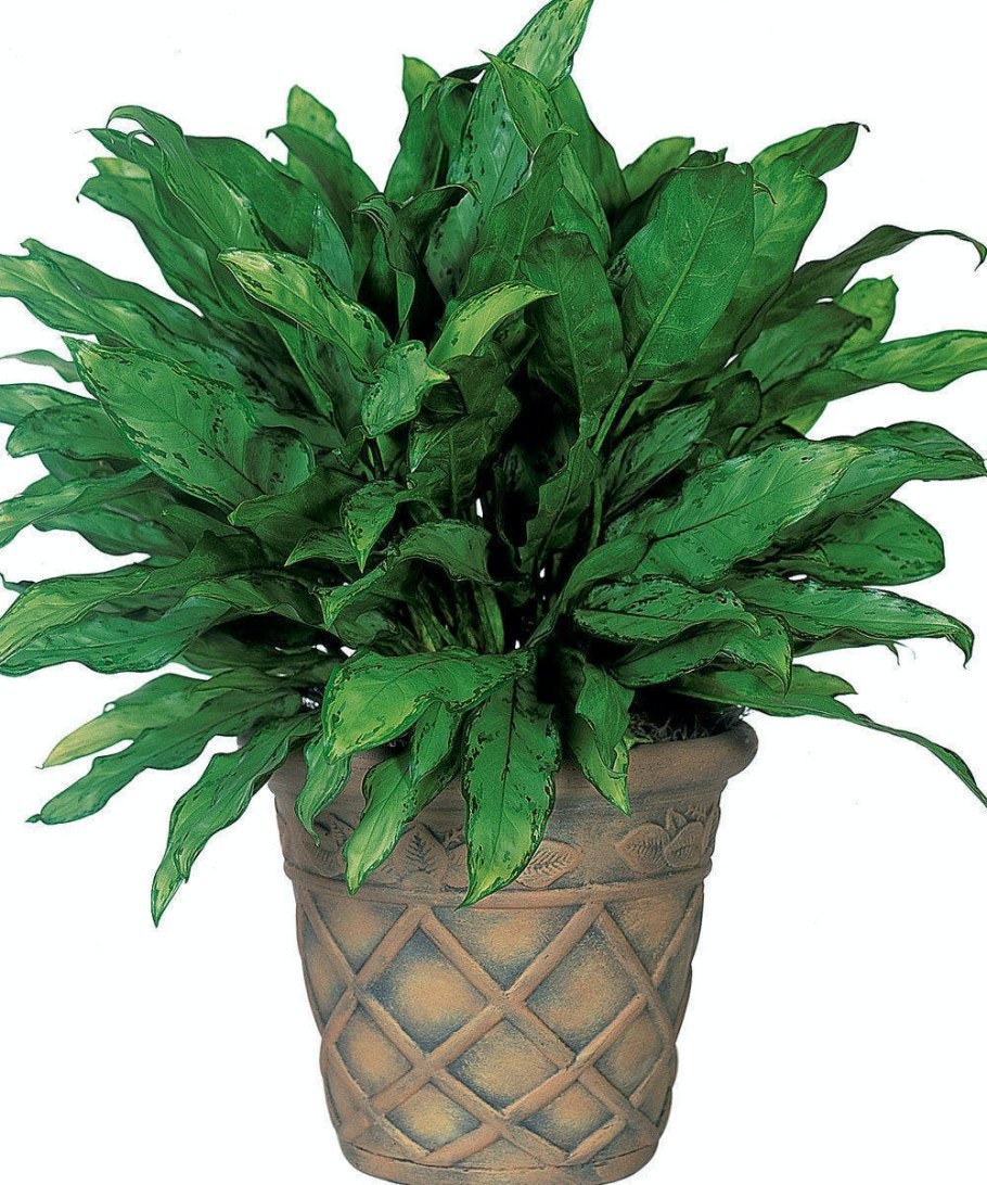 Аглаонема низкорослые