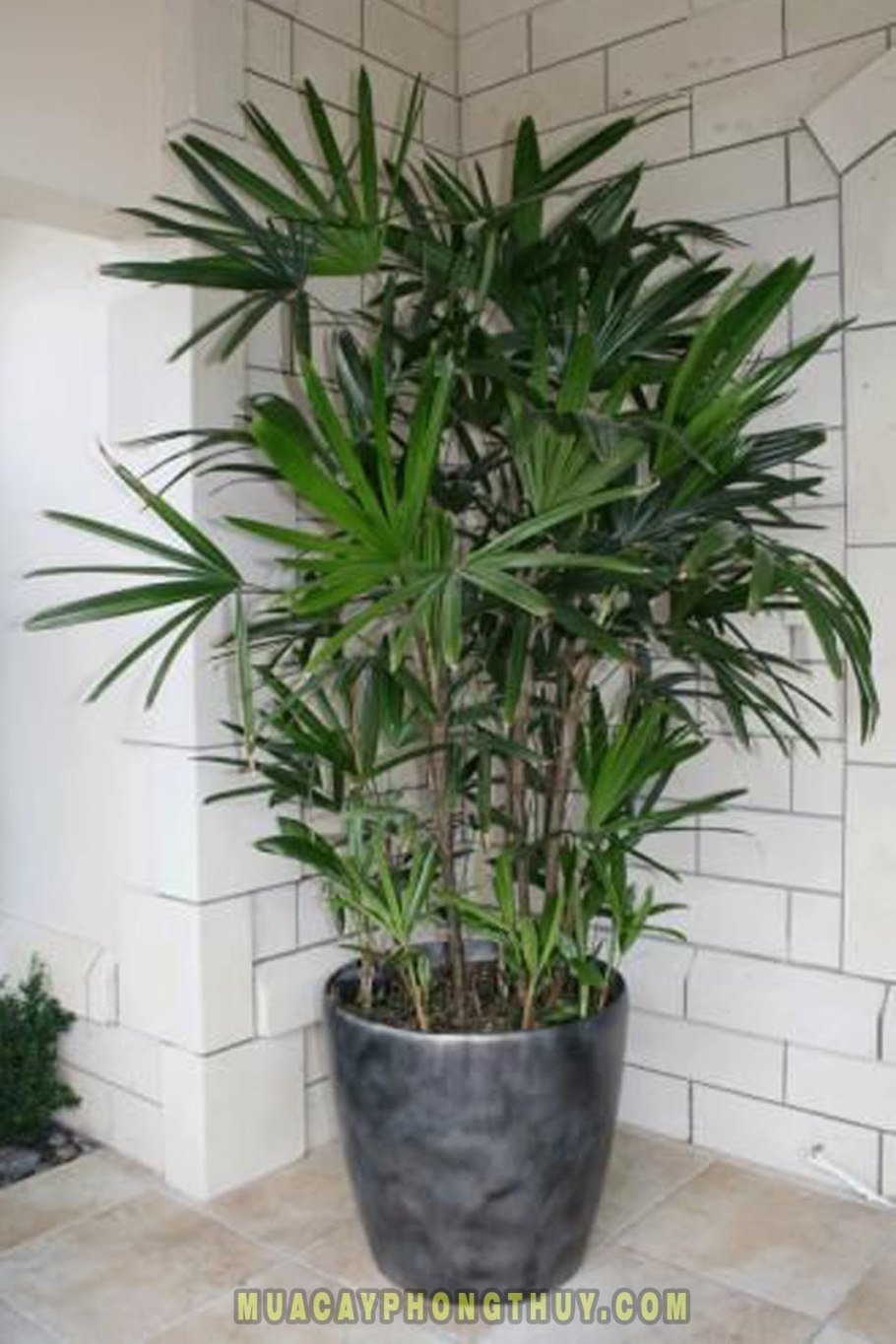 Аглаонема Ароидные