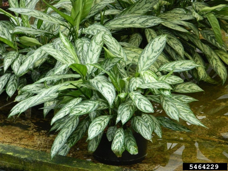 Пеперомия иеволистная