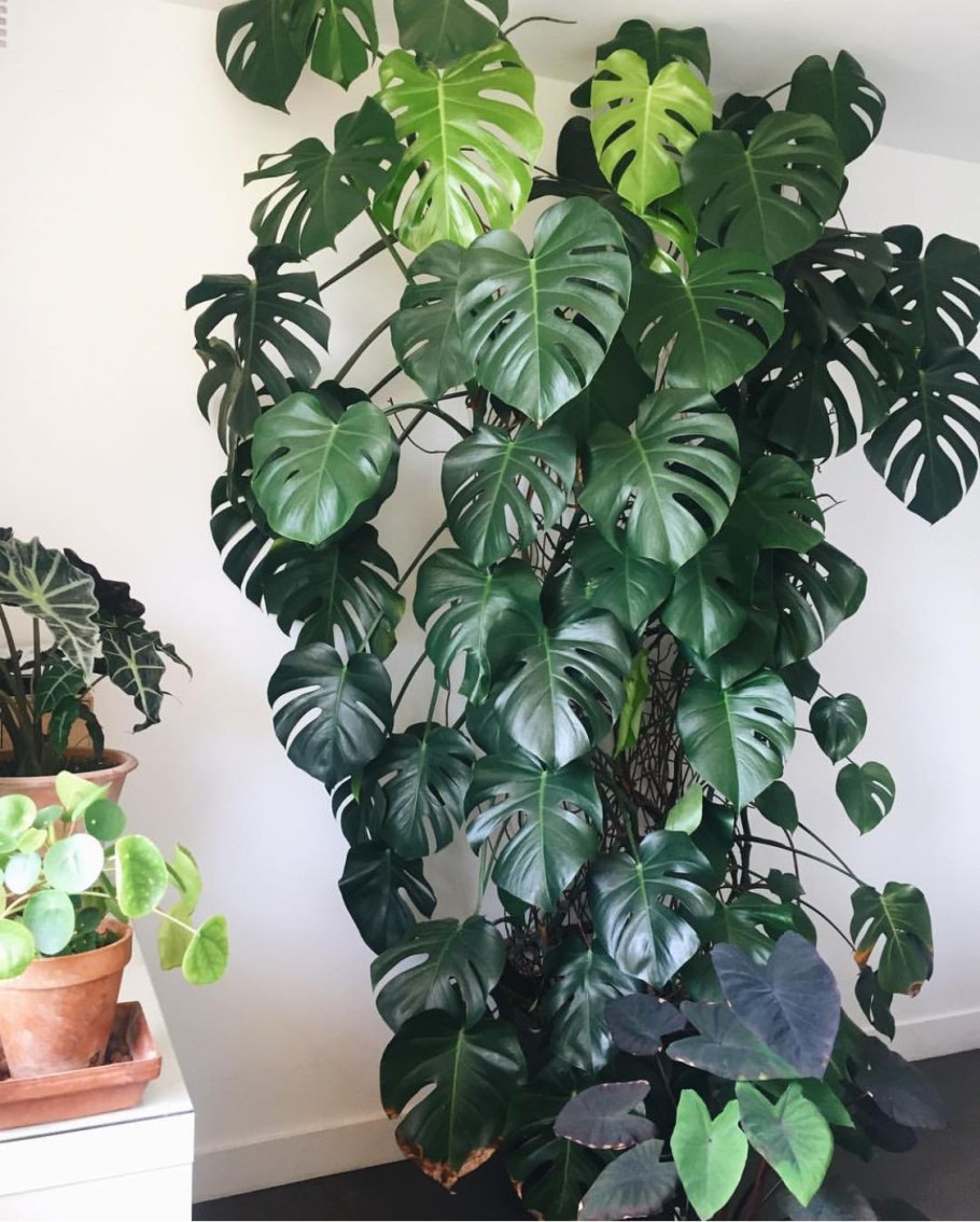 Драцена Сандера