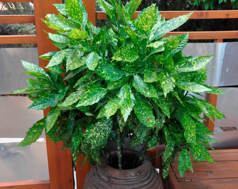 Аглаонема Мария цветок