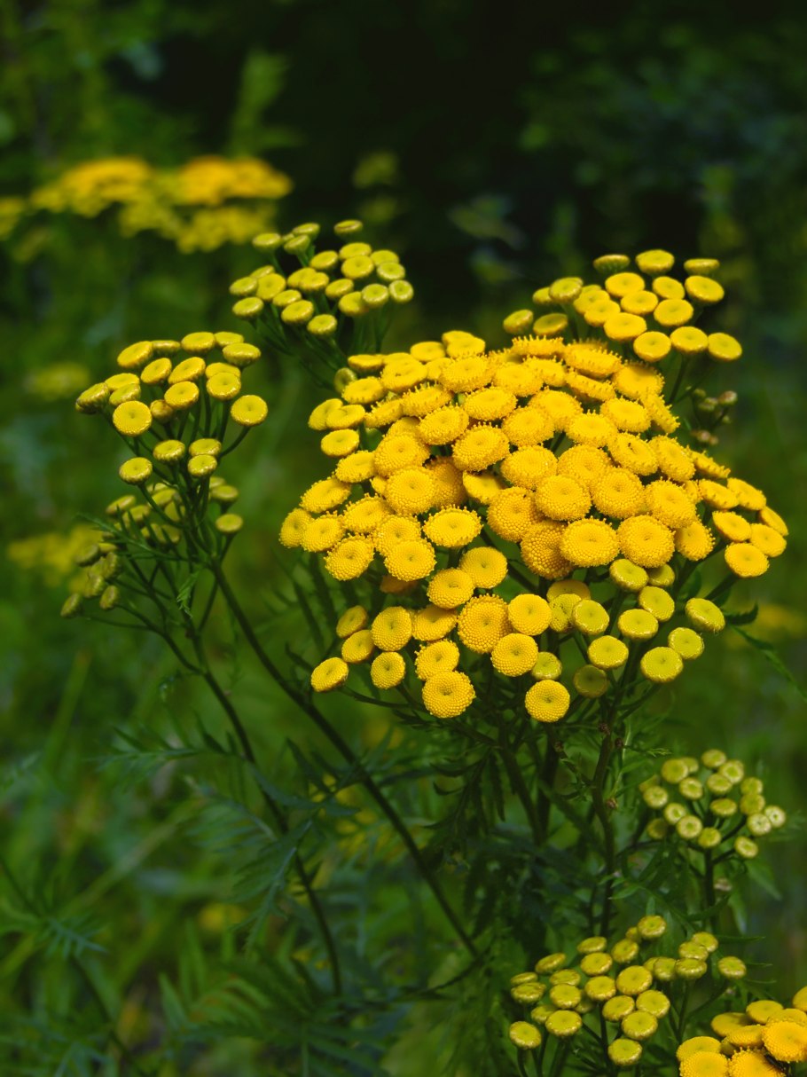 Пижма обыкновенная (Tanacetum vulgaris)