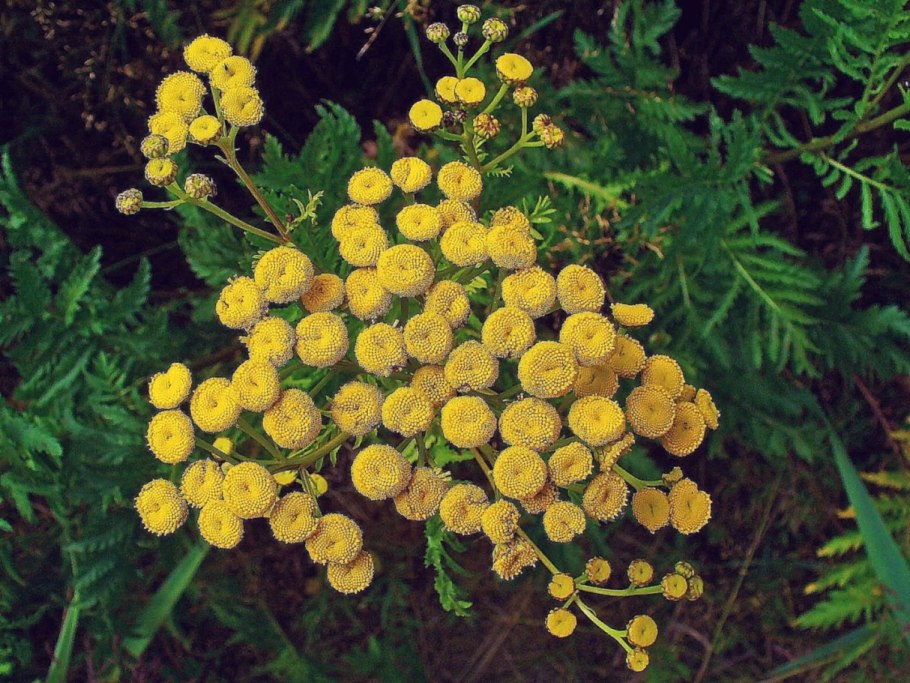 Пижма обыкновенная (Tanacetum vulgare)