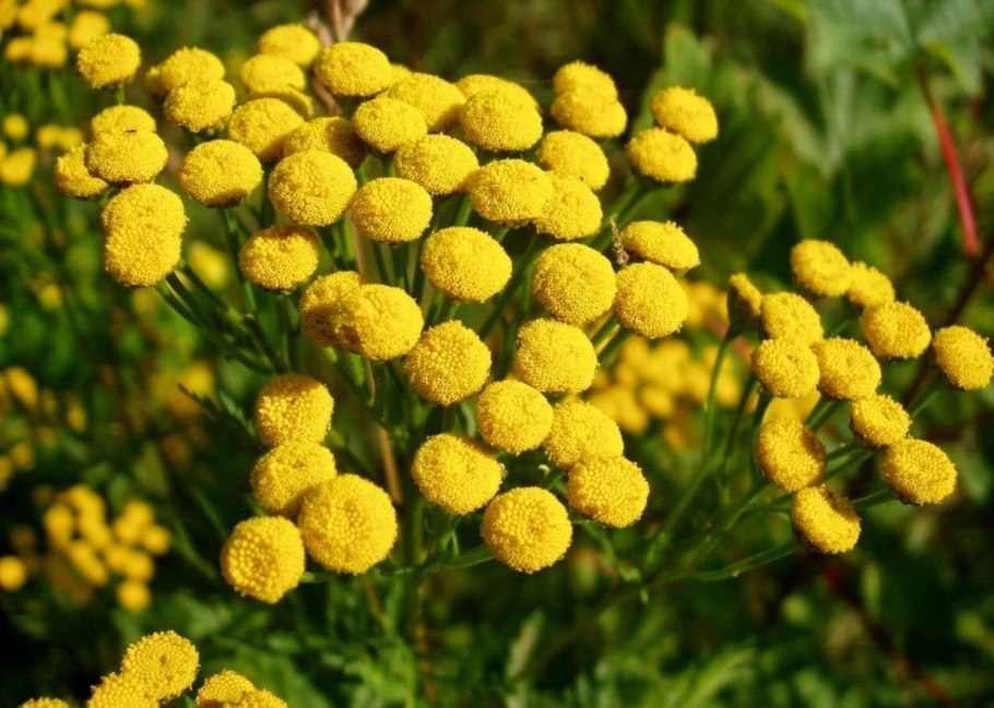 Пижма обыкновенная сорняк