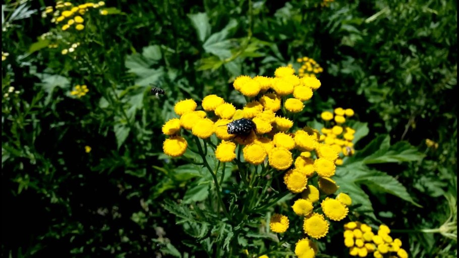 Пижма девясил тысячелистник володушка