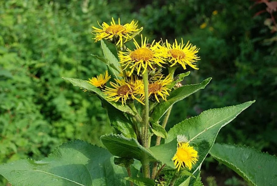 Девясил высокий (Inula Helenium)