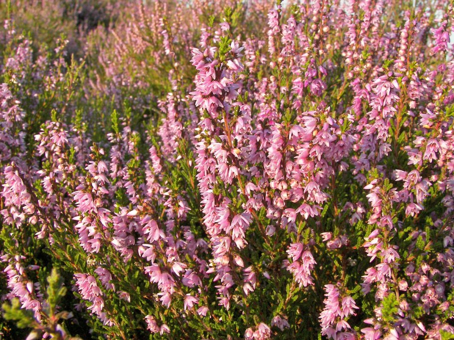 Calluna vulgaris Carmen