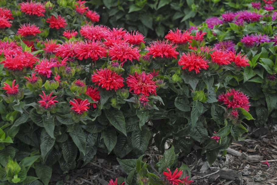 Монарда куст