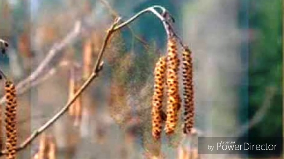 Сережка Ольховая Крылатов