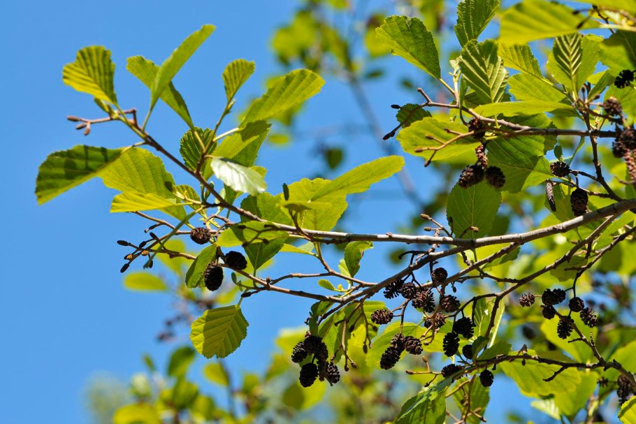 Ольха черная саженцы 5 метров
