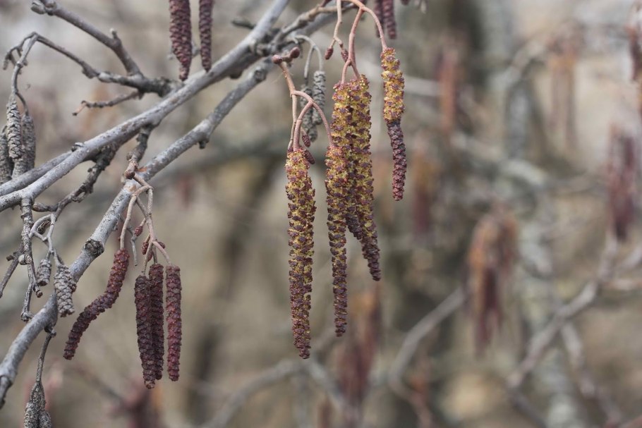 Лещица однодомное растение