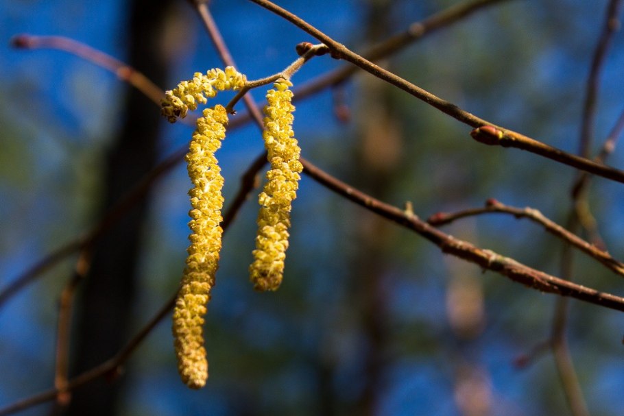 Тополь Симона сережки